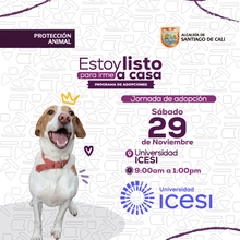 Jornada de adopción 29 de noviembre de 2025