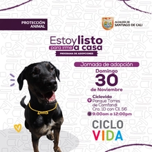 Jornada de adopción 30 de noviembre de 2025