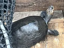 El Dagma recuperó 41 animales silvestres y los envió de regreso  a su hábitat en Caquetá y Amazonas