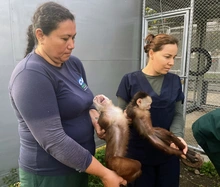 El Dagma recuperó 41 animales silvestres y los envió de regreso  a su hábitat en Caquetá y Amazonas