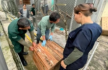 El Dagma recuperó 41 animales silvestres y los envió de regreso  a su hábitat en Caquetá y Amazonas