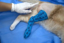 El CBA confirma que todavía quedan cupos gratuitos para que caleños esterilicen a sus mascotas: más de 9600 procedimientos realizados