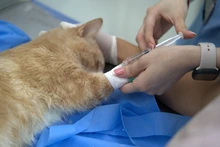 El CBA confirma que todavía quedan cupos gratuitos para que caleños esterilicen a sus mascotas: más de 9600 procedimientos realizados