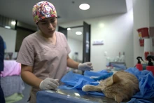 El CBA confirma que todavía quedan cupos gratuitos para que caleños esterilicen a sus mascotas: más de 9600 procedimientos realizados