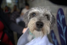 El Centro de Bienestar Animal refuerza las acciones para proteger a sus más de 120 ‘peluditos’ durante la temporada de pólvora