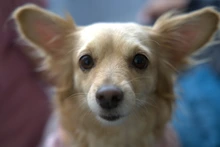 El Centro de Bienestar Animal refuerza las acciones para proteger a sus más de 120 ‘peluditos’ durante la temporada de pólvora