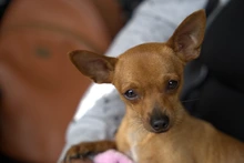 El Centro de Bienestar Animal refuerza las acciones para proteger a sus más de 120 ‘peluditos’ durante la temporada de pólvora