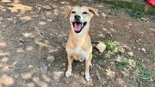 Alcaldía y su Centro de Bienestar Animal invitan a la jornada especial de adopción para funcionarios: 10 de diciembre en el CAM