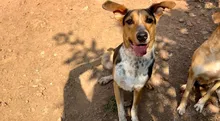 Alcaldía y su Centro de Bienestar Animal invitan a la jornada especial de adopción para funcionarios: 10 de diciembre en el CAM