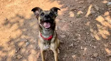 Alcaldía y su Centro de Bienestar Animal invitan a la jornada especial de adopción para funcionarios: 10 de diciembre en el CAM