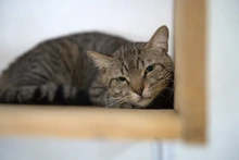 Según el CBA, 510 animales han sido adoptados en Cali durante 2025: más de 120 ‘peluditos’ todavía esperan una segunda oportunidad