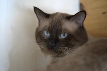 Según el CBA, 510 animales han sido adoptados en Cali durante 2025: más de 120 ‘peluditos’ todavía esperan una segunda oportunidad
