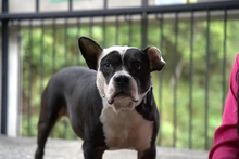 Según el CBA, 510 animales han sido adoptados en Cali durante 2025: más de 120 ‘peluditos’ todavía esperan una segunda oportunidad