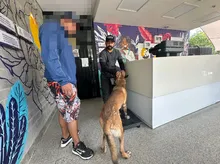 Centro de Bienestar Animal atendió oportunamente a ‘Zafir’, un perro afectado tras explosión en el oriente de Cali