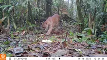 En los Farallones de Cali se siente el rugido de la conservación