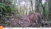 En los Farallones de Cali se siente el rugido de la conservación