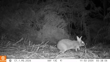 En los Farallones de Cali se siente el rugido de la conservación