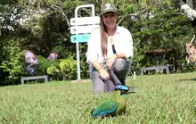 Con el retorno de aves silvestres a su hábitat natural, Cali celebra el Día Internacional de las Aves