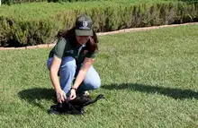 Con el retorno de aves silvestres a su hábitat natural, Cali celebra el Día Internacional de las Aves