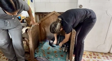 Alcaldía de Cali atiende caso de abandono animal en la Comuna 20 y refuerza acciones de protección