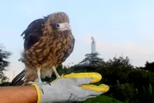 16 animales silvestres retornaron a su hábitat natural