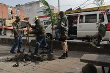 Dagma repuso un árbol volcado en el centro de Cali con una palma botella 
