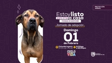 ¡Adopta hoy, ama para siempre! Llegan las primeras jornadas de adopción de 2026