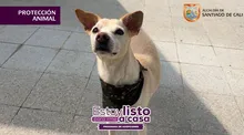 ¡Adopta hoy, ama para siempre! Llegan las primeras jornadas de adopción de 2026
