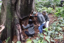 Dagma inicia intervención integral para recuperar la Ceiba legendaria del Bajo Aguacatal