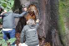 Dagma inicia intervención integral para recuperar la Ceiba legendaria del Bajo Aguacatal