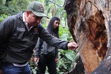 Dagma inicia intervención integral para recuperar la Ceiba legendaria del Bajo Aguacatal