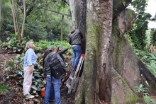 Dagma inicia intervención integral para recuperar la Ceiba legendaria del Bajo Aguacatal
