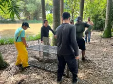 El Dagma retornará al Pacífico a una de las babillas del humedal Lago de la Babilla