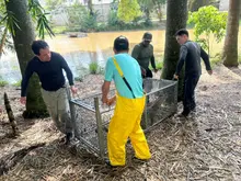 El Dagma retornará al Pacífico a una de las babillas del humedal Lago de la Babilla