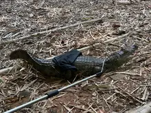El Dagma retornará al Pacífico a una de las babillas del humedal Lago de la Babilla
