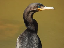 De estar entre mitos y leyendas a convertirse en ecoparque: el humedal Charco Azul se recupera de la mano de la comunidad