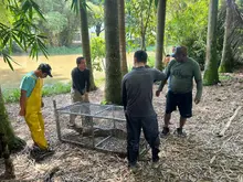 Babilla extraída del humedal de Ciudad Jardín ya se encuentra en el Hogar de Paso del Dagma: pronto estará en su hábitat natural