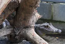 Babilla extraída del humedal de Ciudad Jardín ya se encuentra en el Hogar de Paso del Dagma: pronto estará en su hábitat natural