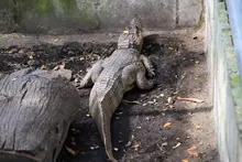 Babilla extraída del humedal de Ciudad Jardín ya se encuentra en el Hogar de Paso del Dagma: pronto estará en su hábitat natural
