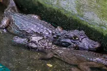 Babilla extraída del humedal de Ciudad Jardín ya se encuentra en el Hogar de Paso del Dagma: pronto estará en su hábitat natural