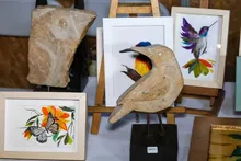 Con el 70 % de los eventos gratuitos, Colombia Birdfair 2026 pondrá a `pajarear´ a los caleños este fin de semana