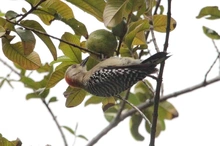 Estudiantes de Cali pajarearon en el Orquideorama durante la Colombia Birdfair