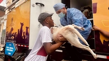 Cali retoma jornadas de esterilización extramural para fortalecer la protección animal