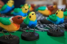 Con ‘pajareo’ por el río Cali, iniciaron las actividades de la Colombia BirdFair 2026