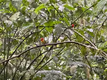 Cali alza vuelo ante el mundo: biodiversidad, ciencia y cooperación internacional