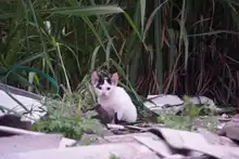 Centro de Bienestar Animal activa ruta interinstitucional para atender situación de colonia felina en San Judas