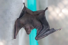 Cali alberga al menos 18 especies de murciélagos: el Dagma hace un llamado a protegerlos y desmontar mitos