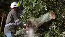 Cuadrilla de Emergencias Arbóreas del DAGMA atiende incidentes tras lluvias del 19 de febrero