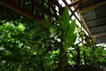 Sabores ancestrales: la apuesta de Cali por un turismo con identidad propia