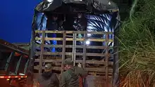 El Dagma aprehende preventivamente madera ilegal durante el primer operativo nacional de control forestal de 202
